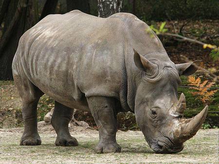 White-Rhinoceros - zoo, animal, wildlife, rhinoceros