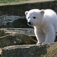 Polar bear