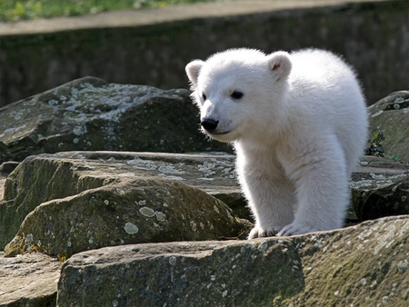 Polar bear - animal, wildlife, zoo, bear