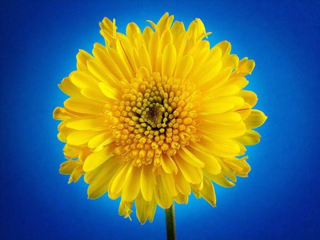 Pretty yellow flower - blu, flower, yellow, petal