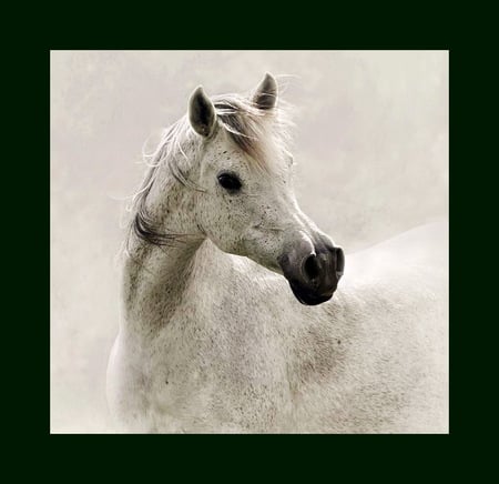 Lovely grey - champion, horse, stallion, beauty, arabian, grey