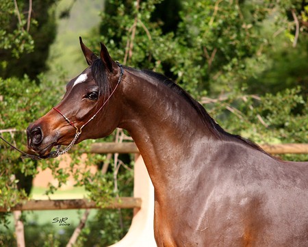 Pretty Bay Head - pretty, arabian, bay, sillhouette