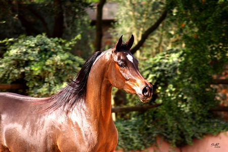 Pretty Arabian Head 1 - pretty, silhouette, arabian, horses