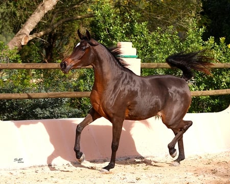 Swing - swing, pretty, arabian, horses, bay