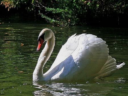 Graceful - bird, white, graceful, water, swimming, swan, reflection