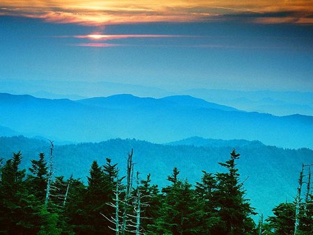 Blue sunset - tree, nature, sunset, blue