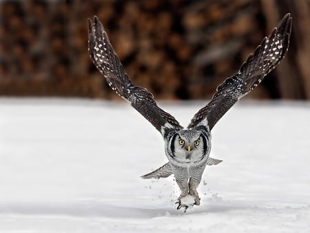 Northern Hawk Owl - snow, owl, northern, hawk