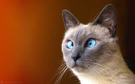 Blue eyes - sweet, eye, cat, kitten