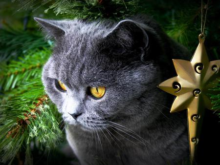 Christmas kitten - kitten, cat, tree, grey, christmas