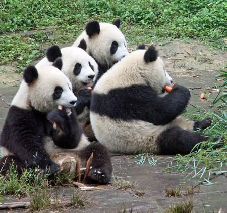 panda - panda, bear, wildwife, animal