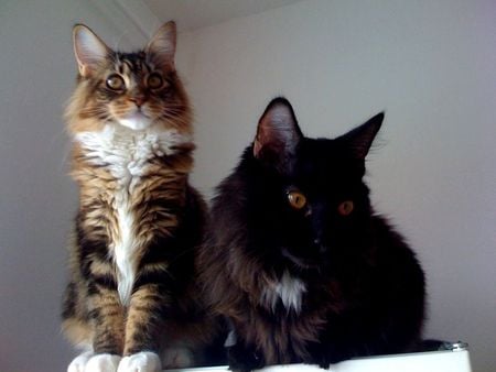 two lovely cat - brother, sister, cute, beauty, cat