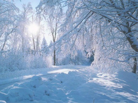 ICY LANE - trees, lane, snow, forest, icy