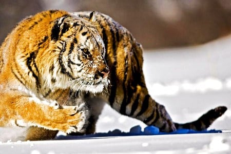 Hunter in the snow - hunting, cold, orange black and white, cat, striped, snow, tiger