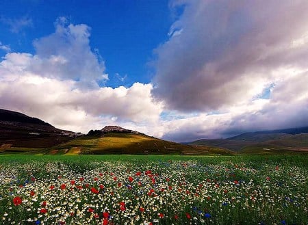 Fields flowers and sky - red and white, clouds, flowers, field, hills, blue sky