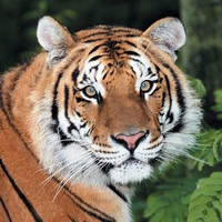 Tiger Gaze