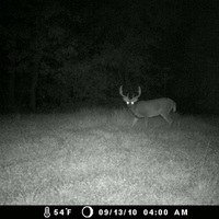 deer night shot