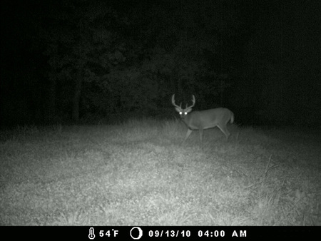 deer night shot - wi, tree camera, deer, night shot