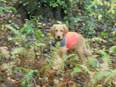 Love the woods - jazz, dog, puppy, golden retriever