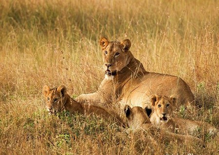 Mother's pride - three, cubs, lioness, africa, gold field, grasslands