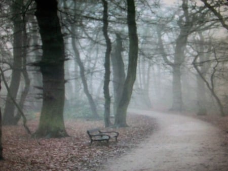 alone - trail, trees, walk, fog