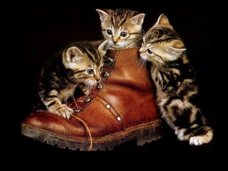 BOOTFUL OF MISCHIEF - playful, boot, cute, kittens