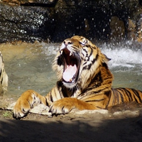 Bath Of The Tiger