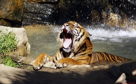 Bath Of The Tiger - cat, animal, tiger, water