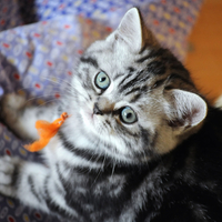 pretty little kitty