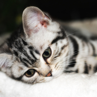 pretty little kitty 2