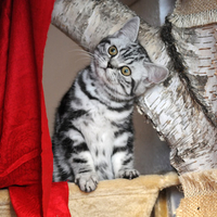 pretty little kitty 3