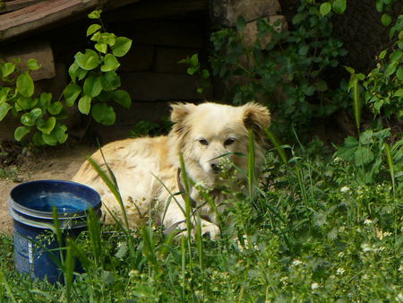 sleepy dog - cute, dog, nice, sleepy