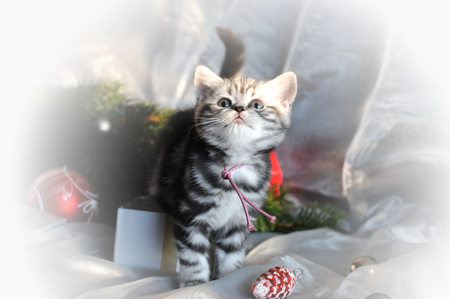 Pretty Little Christmas Kitty for Cinzia - pretty, cats, art photo, animals, kitty