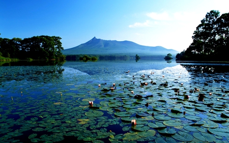 FLOWER CARPET - lake, trees, mountain, spread, lily, reflection, waterlily, leaves, flowers