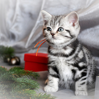 Pretty Kitty for Lady Nimue