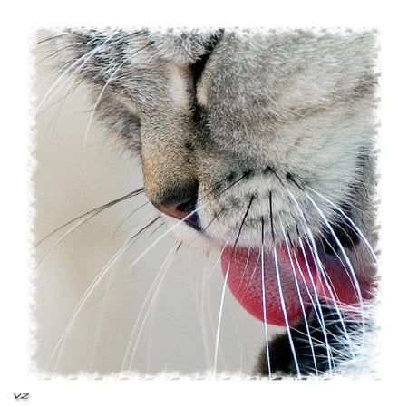 The Wash before The Sleep - nose, whiskers, pink, cat, fur, tongue, feline