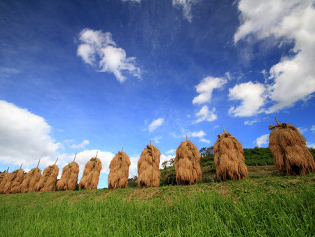 Hay Harvest - haystacks, land, green, straw, field, bales