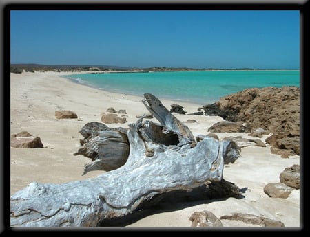 Silver Wood - water, log, sea, driftwood, ocean, sand, australia, white, timber, rocks