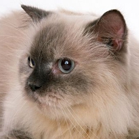 Grey eyes cat