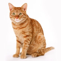 Majestic cat