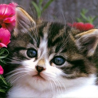 Sweet kitten