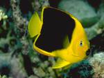 Yellow and black fish