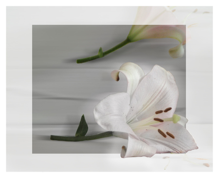 white on white - nature, white background, art photo, white flower, still life