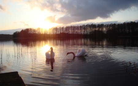 morning lake - morning lake, autumn, cygnes, clouds