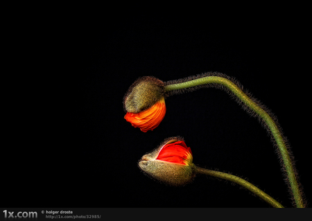 red and black 2 - nature, art photo, red flowers, still life, black background