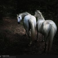 white horses