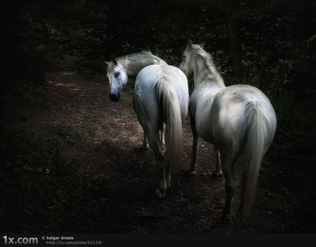 white horses - art photo, two white horses, animals, beautiful