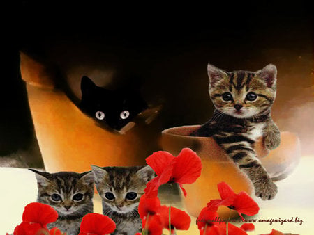 broken pot cats - nice, art photo, pots, animals, cats, flowers