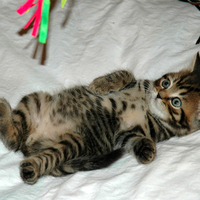 sweety kitty