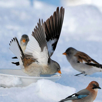 birds in snow