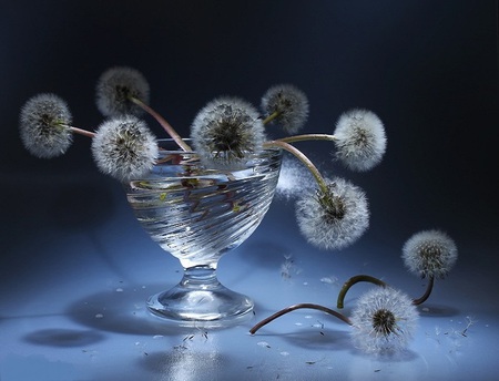 Delicate - dandelions, stems, glass, bowl, water, vase, beautiful, dandelion, blue, petals, flowers